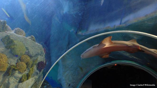 Sea Life Benalmadena - Puerto deportivo s/n, Benalmadena, Malaga