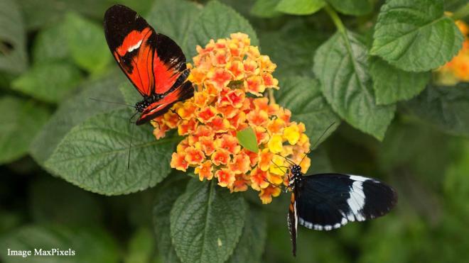 Mariposario de Benalmadena (Butterfly Park) - Autovia del Mediterraneo, A7, salida 217, Benalmadena