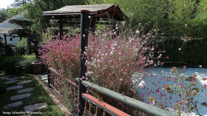 Molino de Inca Botanical Garden - Camino de los Pinares, s/n, Torremolinos