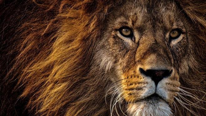 Il segno del Leone