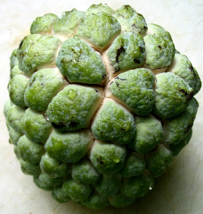 Cherimoia (Fruta do Conde)