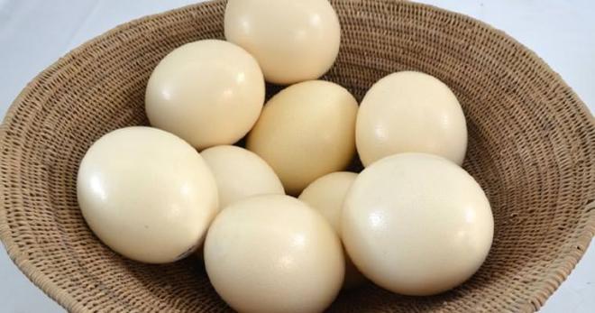 Le caratteristiche del guscio