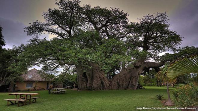 Sunland Baobab - Duiwelskloof, South Africa