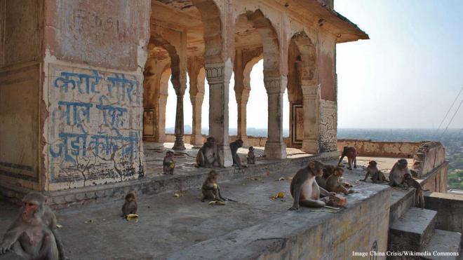 Temple of Galtaji at Galwar Bagh - Jaipur, India