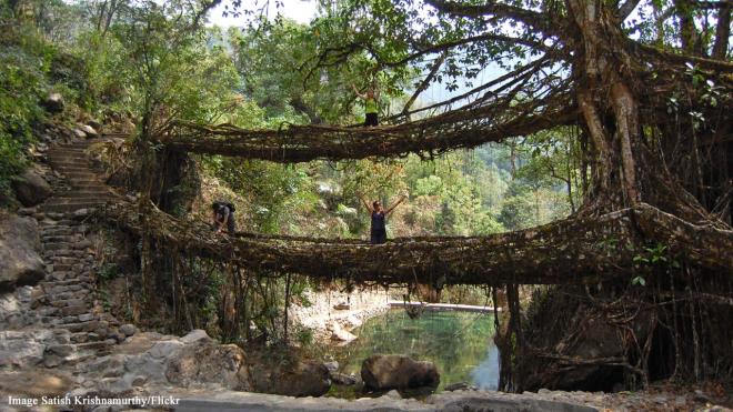 The Root Bridges - Latikynsew Village, Cherrapunjee, India