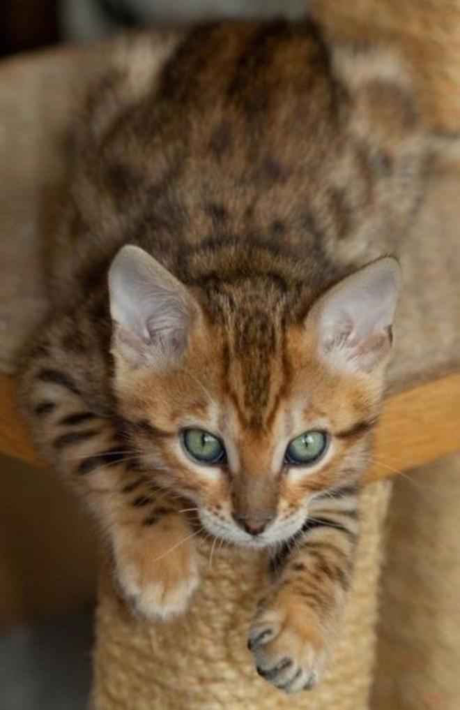 Chaton Bengal joue