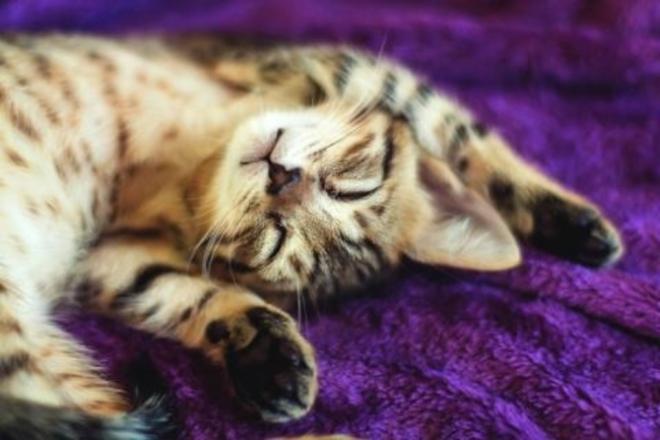 Chaton Bengal s'&eacute;tire