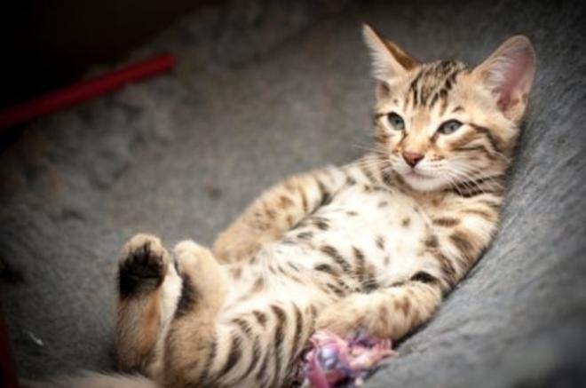 Chaton Bengal fait du yoga