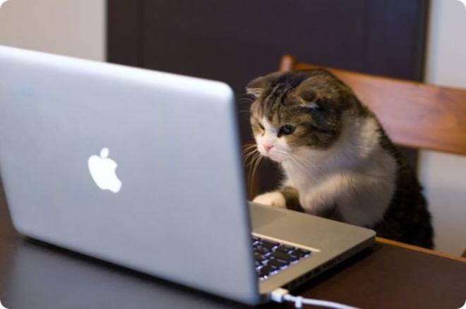 Le chat utilise du mat&eacute;riel informatique