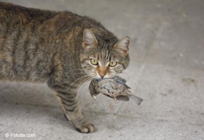 Il rapporte des animaux morts