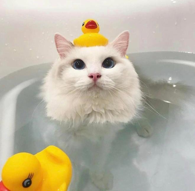 Le chat qui prend son bain