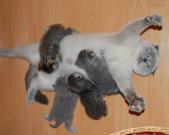 Le (gros) c&acirc;lin