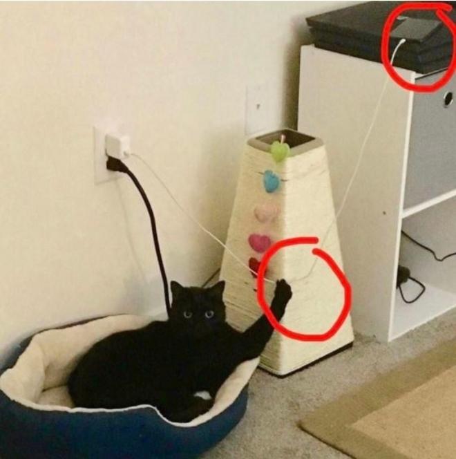 Le chat &eacute;lectricien