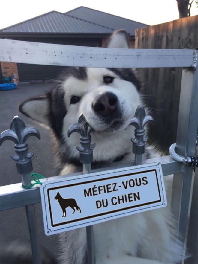 Chien : le husky