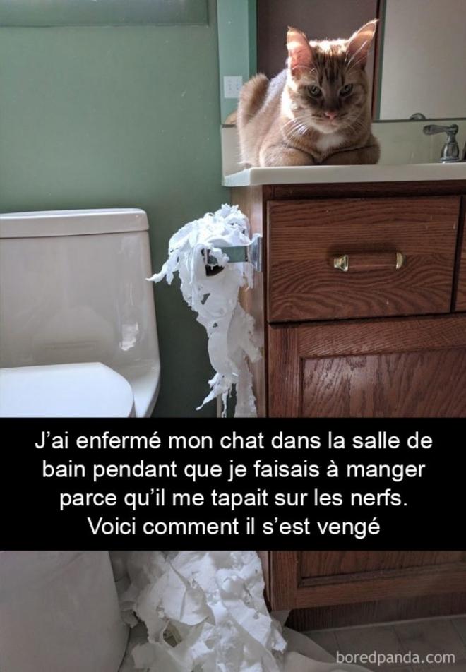La vengeance du chat