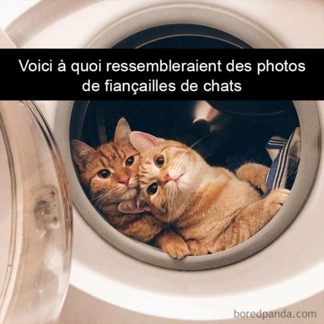 Fiancailles de chats