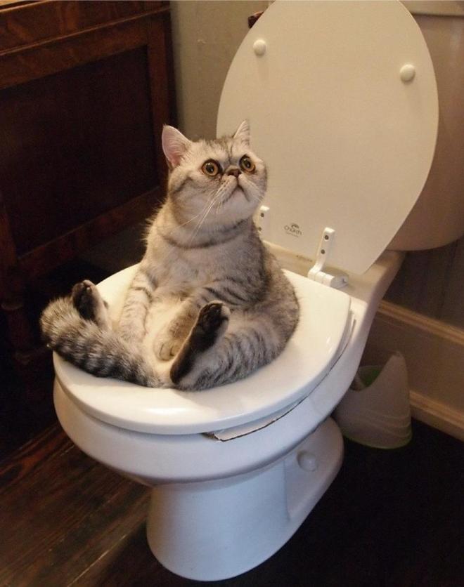 Le chat aux toilettes
