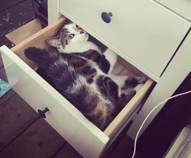Le chat dans le tiroir