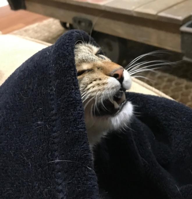 Le chat sous la couette