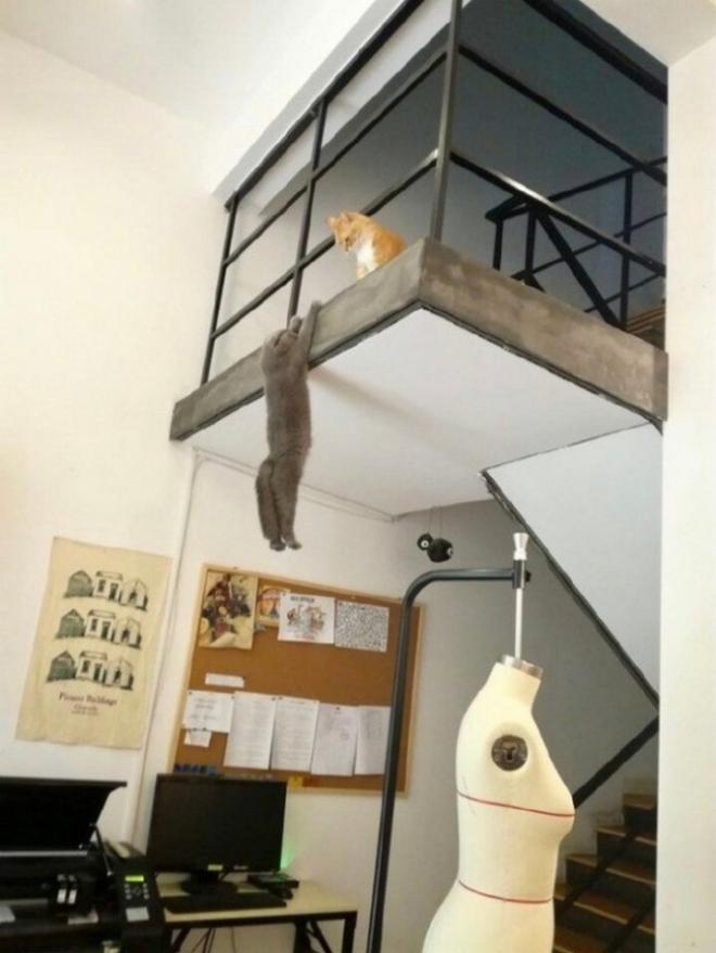 Le chat suspendu dans le vide