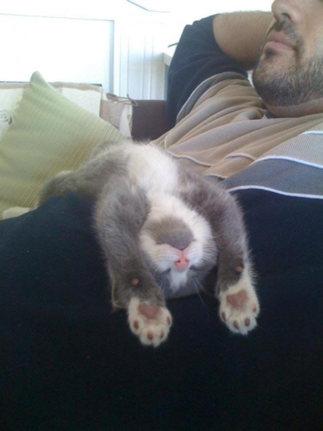 Le chat qui fait la sieste