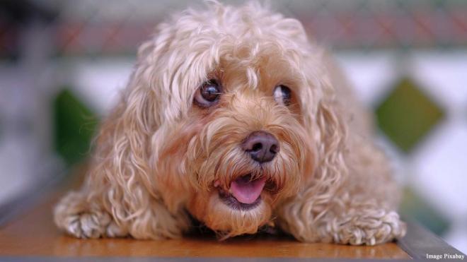 Canine facial expressions