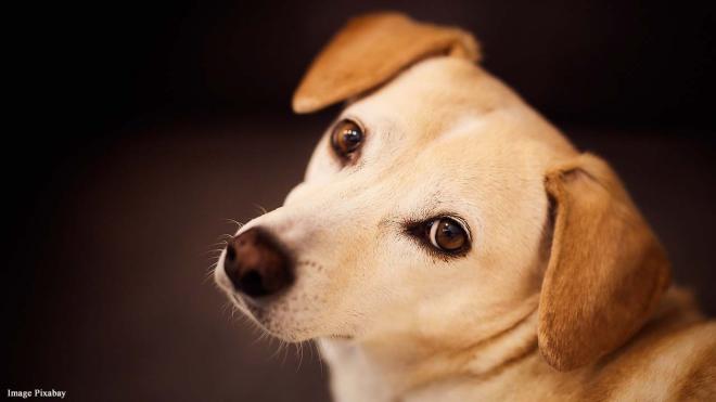 Comparison of dogs and wolves