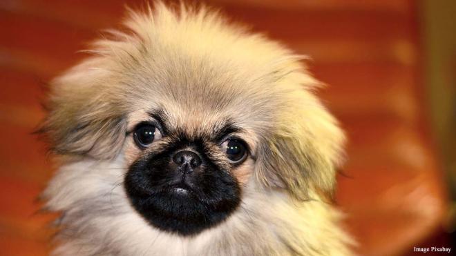 Bonus puppy dog eyes