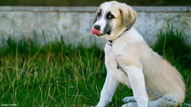 Puppy dog eyes trigger nurturing response in humans
