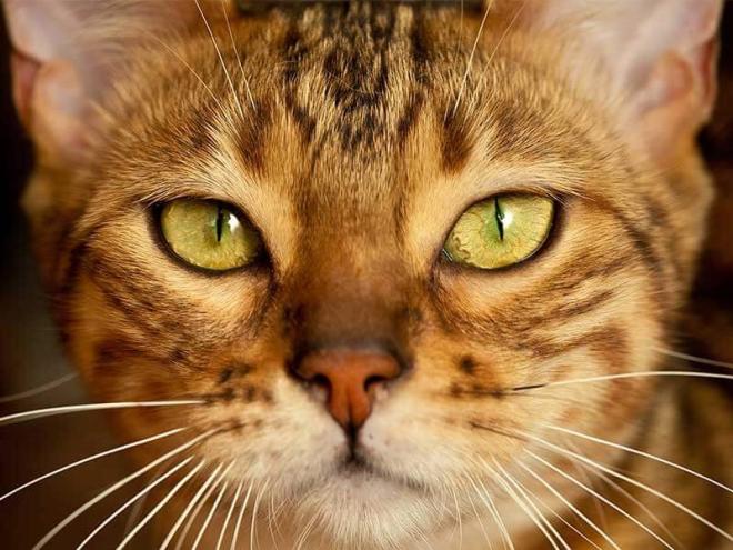 Ne pas toucher ses moustaches