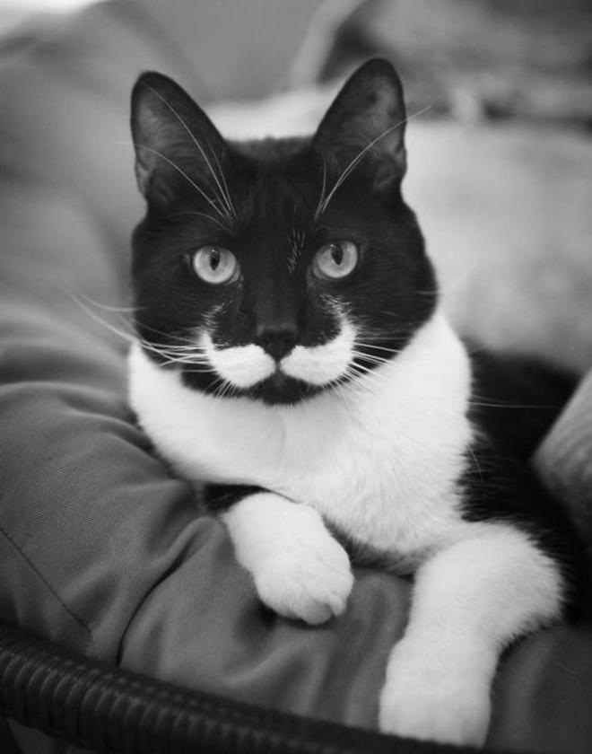 Le chat &agrave; moustaches