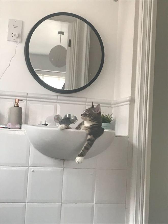Ce chat se sent seul au monde