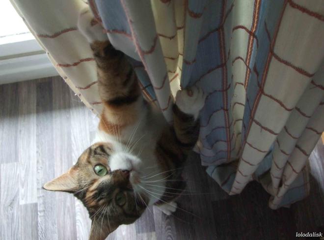 Il grimpe aux rideaux