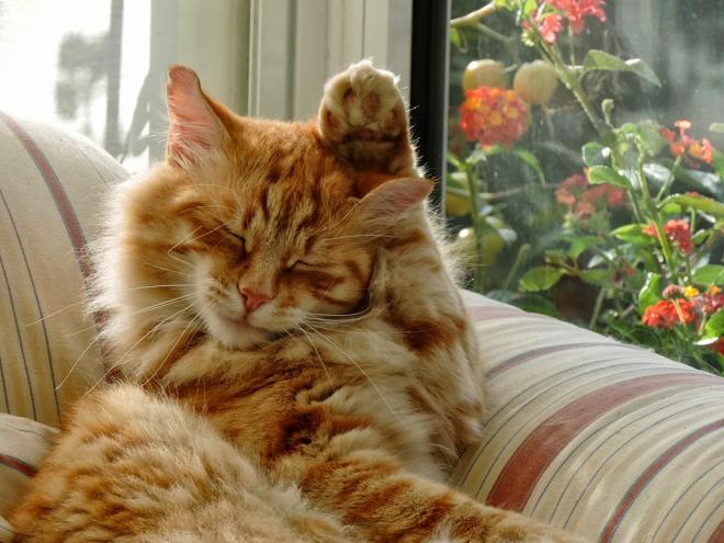 Il passe sa patte derri&egrave;re l&rsquo;oreille