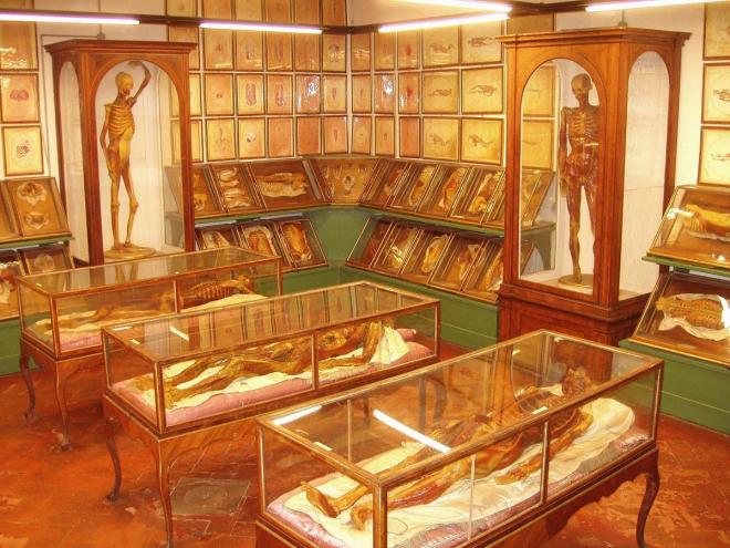 La Specola Anatomical Collection - Via Romana, 17, Florence, Italy