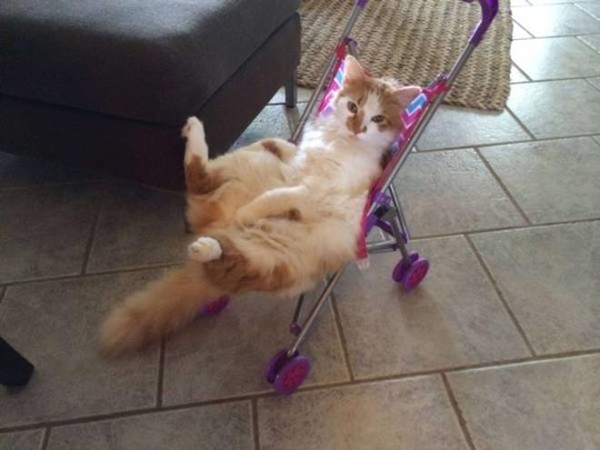 Quand tu prends une poussette