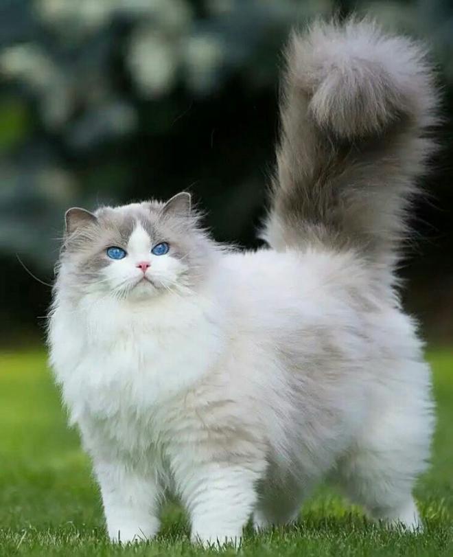 Gato - Ragdoll