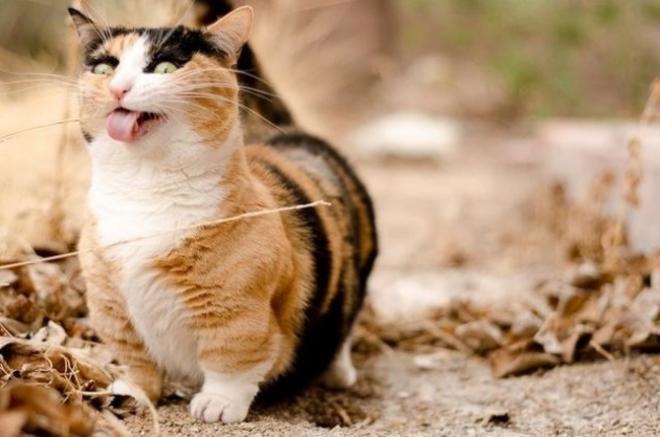 Quand tu te balades en f&ocirc;ret