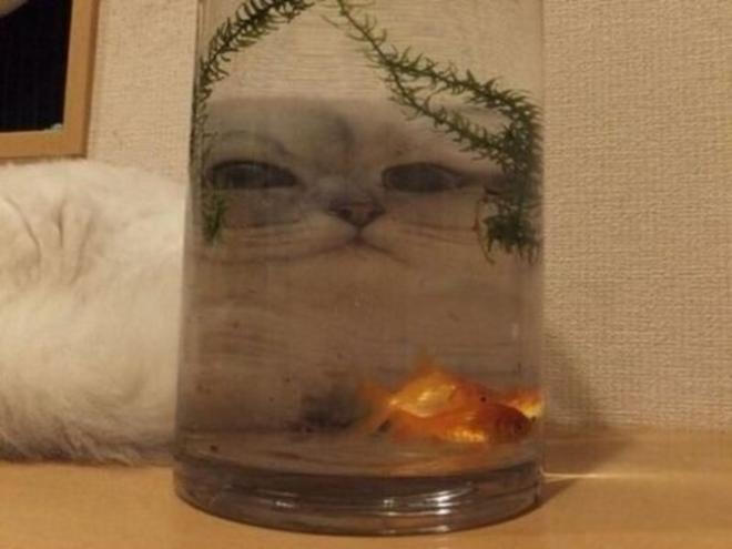 Quand tu joues avec le poisson rouge