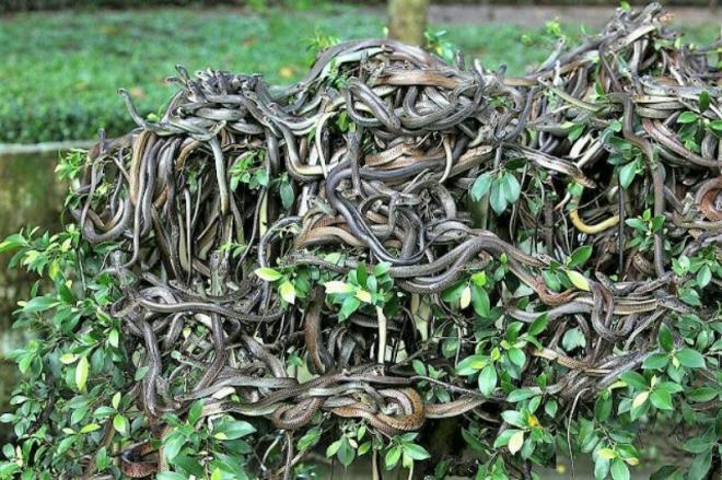 Ilha-da-queimada-grande (Brasil)