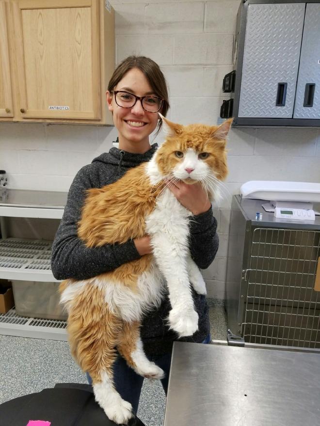 Le chat v&eacute;t&eacute;rinaire