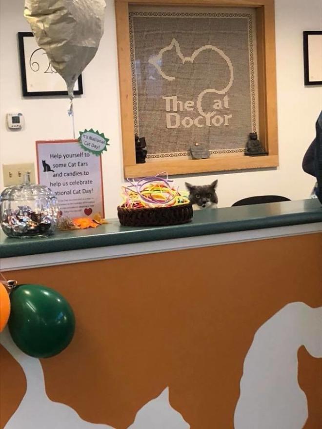 Le chat assistant v&eacute;t&eacute;rinaire