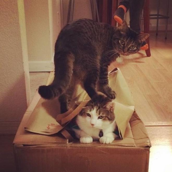 Bagarre dans le salon