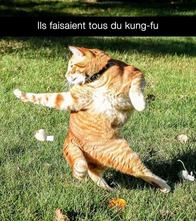 Le chat kung-fu