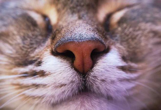 L'odorat du chat