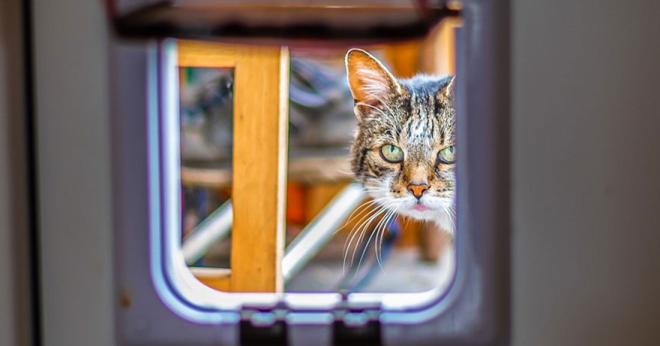 L'invention de la chati&egrave;re