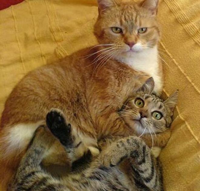 L'&eacute;tranglement