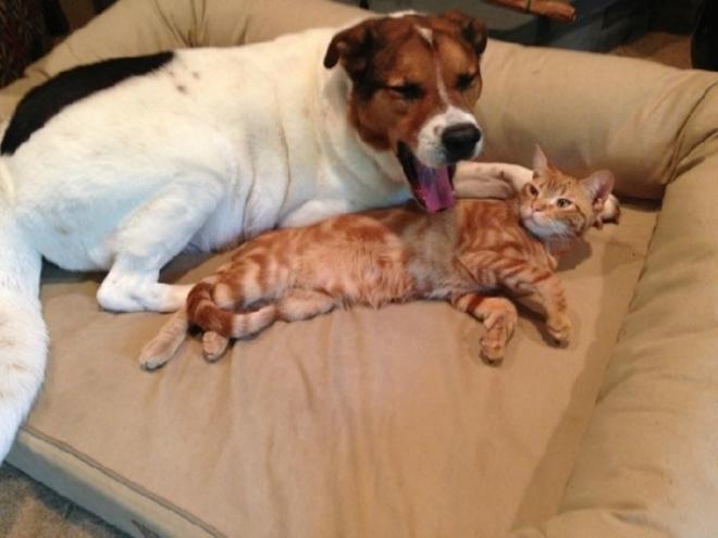 Le chien fatigu&eacute;