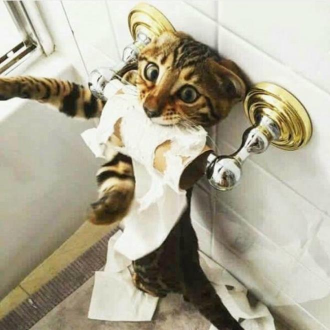 Le roi de la salle de bain