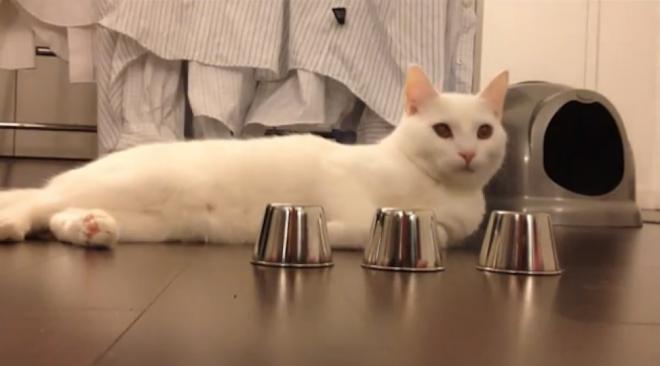 Le chat est capable d'apprendre